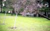 C01trees