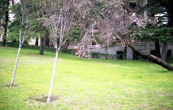 C01trees